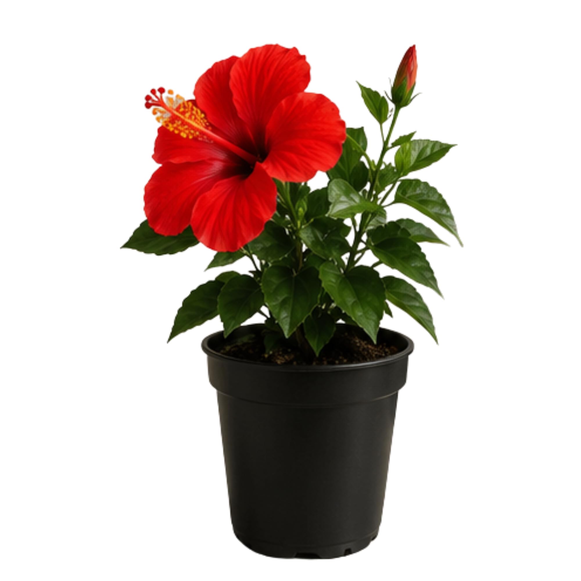 Live Indoor Plants Collection | Decorative Green Plants for Home, Office, Balcony & Living Room | Multiple Plant Variations Available (Medium, Jasmine red plant)-image-38