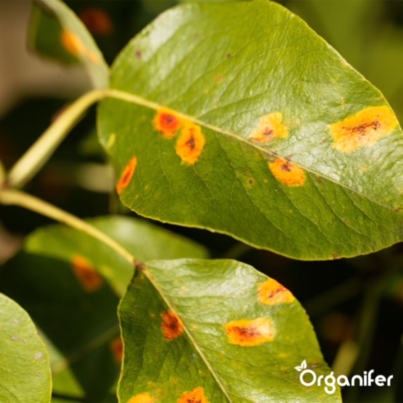 Cápsulas De Hojas - 144 Piezas - Cápsulas Fitosanitarias - Cuidado Del Jardín - Cuidado Sostenible De Las Plantas - Cápsulas No Tóxicas - Plantas En Maceta - Plantas De Balcón - Organifer