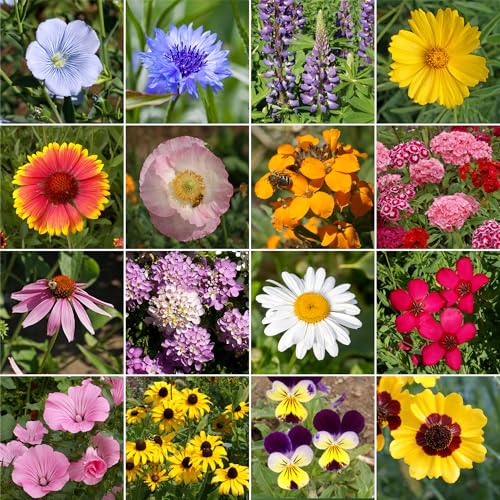 Image of Ferry-Morse Sun-Shade Bulk Wildflower Seeds, 390,000+, 1 lb