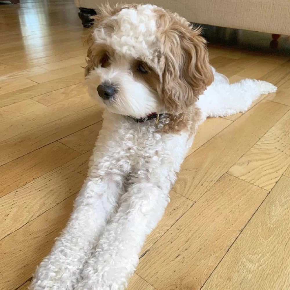 Unbekannt Animal World Wide 1 Dog Collar, Black/White Dot