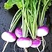 3LBS Purple Top Turnip Deer Food Plot Seeds