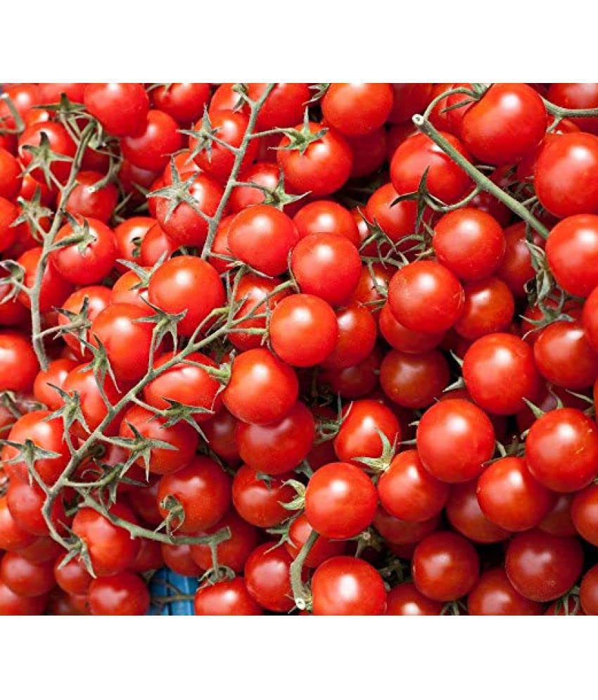 JIGNISHASEEDS Gardens Large Cherry Tomato Seeds (Pack of 50) (B0CB4P952Y) Amazon Price History, Amazon Price Tracker