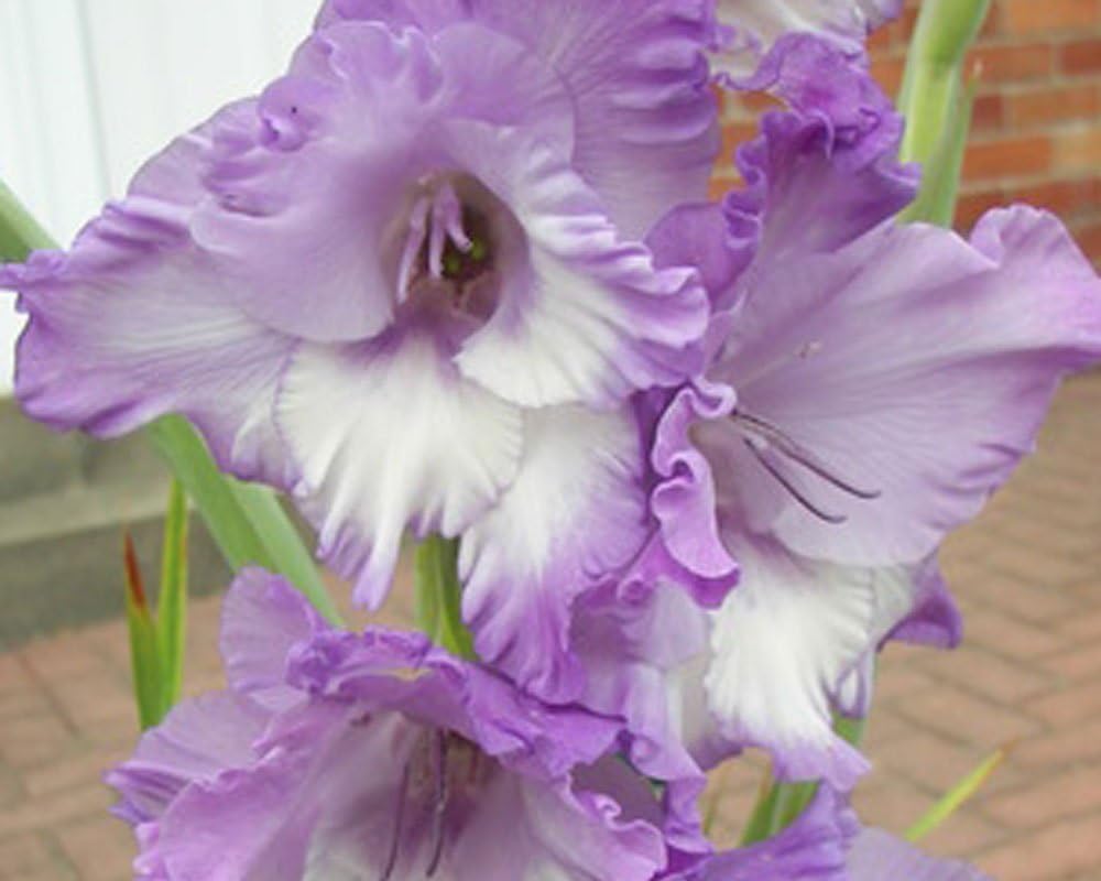 USA Made and Shipped from, Large Bulbs, (3) Beautiful