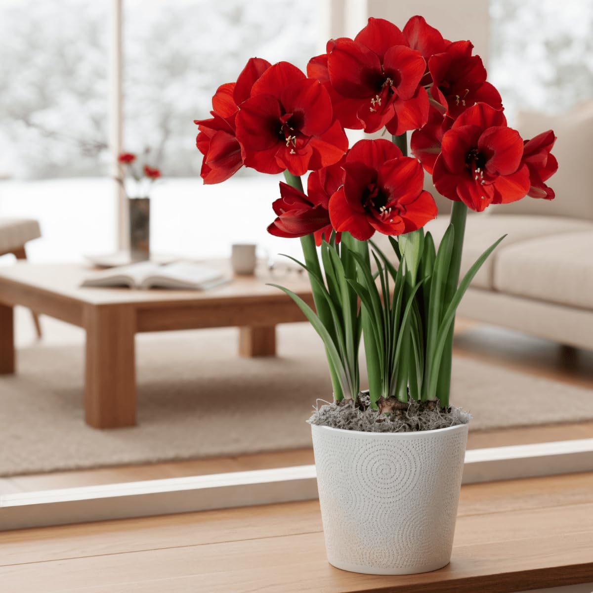 Amaryllis Bulbe Red Lion - Bulbes à fleurs grand format 26/30 - Hippeastrum de Hollande