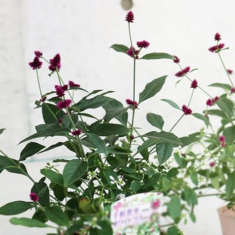 Amazon Co Jp 千紅花火とユーフォルビア ホワイトラブの寄せ植え苗 10 5cmポット 2個セット 品種で選べる寄せ植え花苗 2個セット 小さなローズピンクの花を次々に咲かせる千日紅の仲間 千紅花火と 白い小花を無数に咲かせるユーフォルビア ホワイトラブの寄せ植え Amazon Co Jp 千紅花火とユーフォルビア ホワイトラブの寄せ植え苗 10 5cmポット 2個セット 品種で選べる寄せ植え花苗 2個セット 小さなローズピンクの花を次々に咲かせる千日紅の仲間 千紅花火と 白い小花を無数に咲かせるユーフォルビア ホワイトラブの寄せ植え