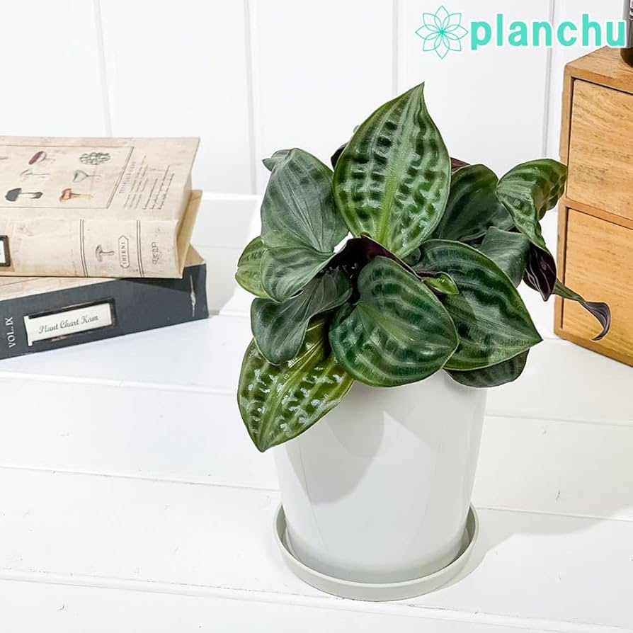 Amazon｜PLANCHU 観葉植物 ゲオゲナンサス ウンダツ 4号鉢
