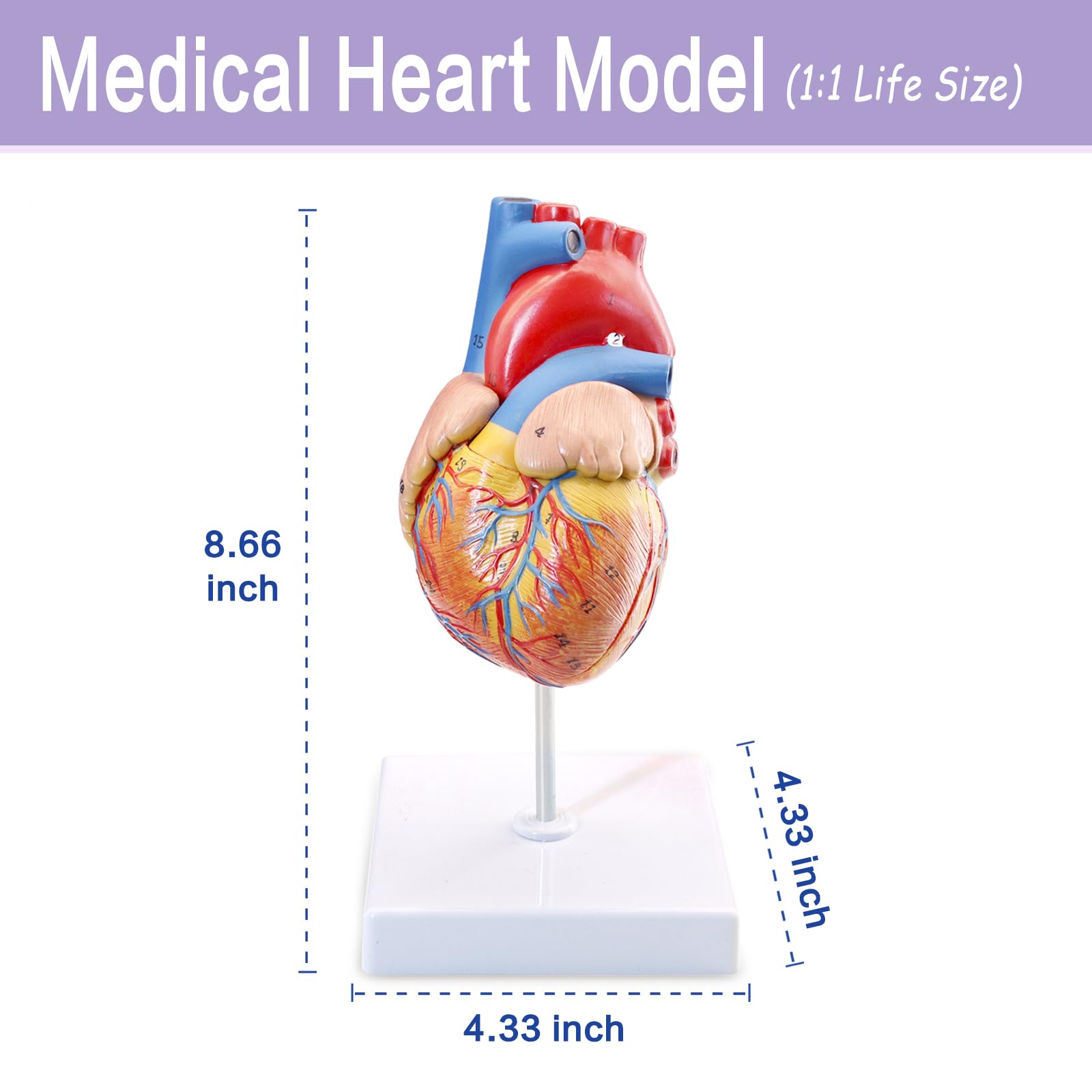 Modello di cuore umano, modello anatomico cardiaco a grandezza naturale in 2 parti, 48 strutture anatomiche numerate accurate con manuale numerico, magneti, base espositiva, per studio in aula e