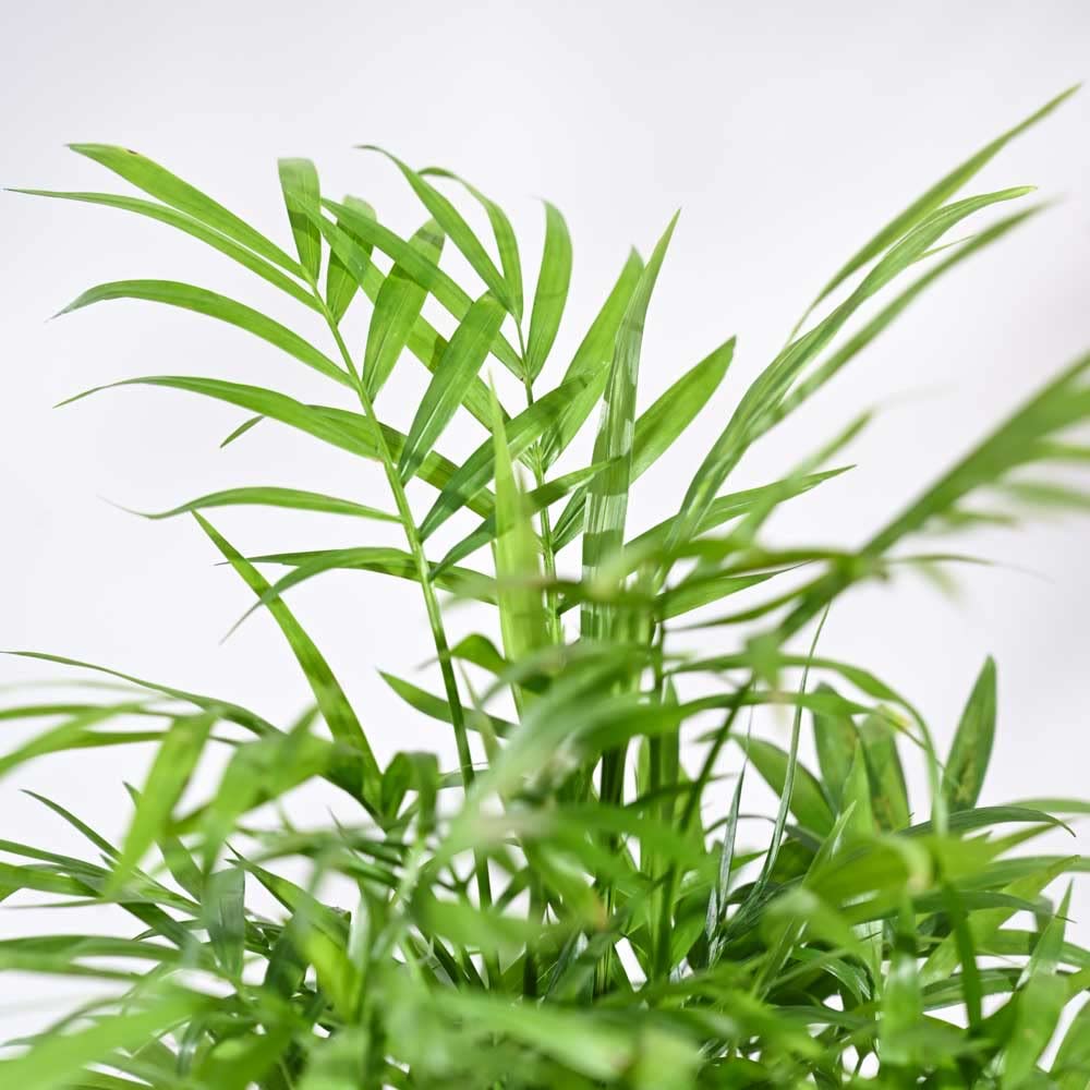 Ugaoo Bamboo Palm Air Purifier Plant - Self Watering -3 Ugaoo Bamboo Palm Air Purifier Plant - Self Watering -3