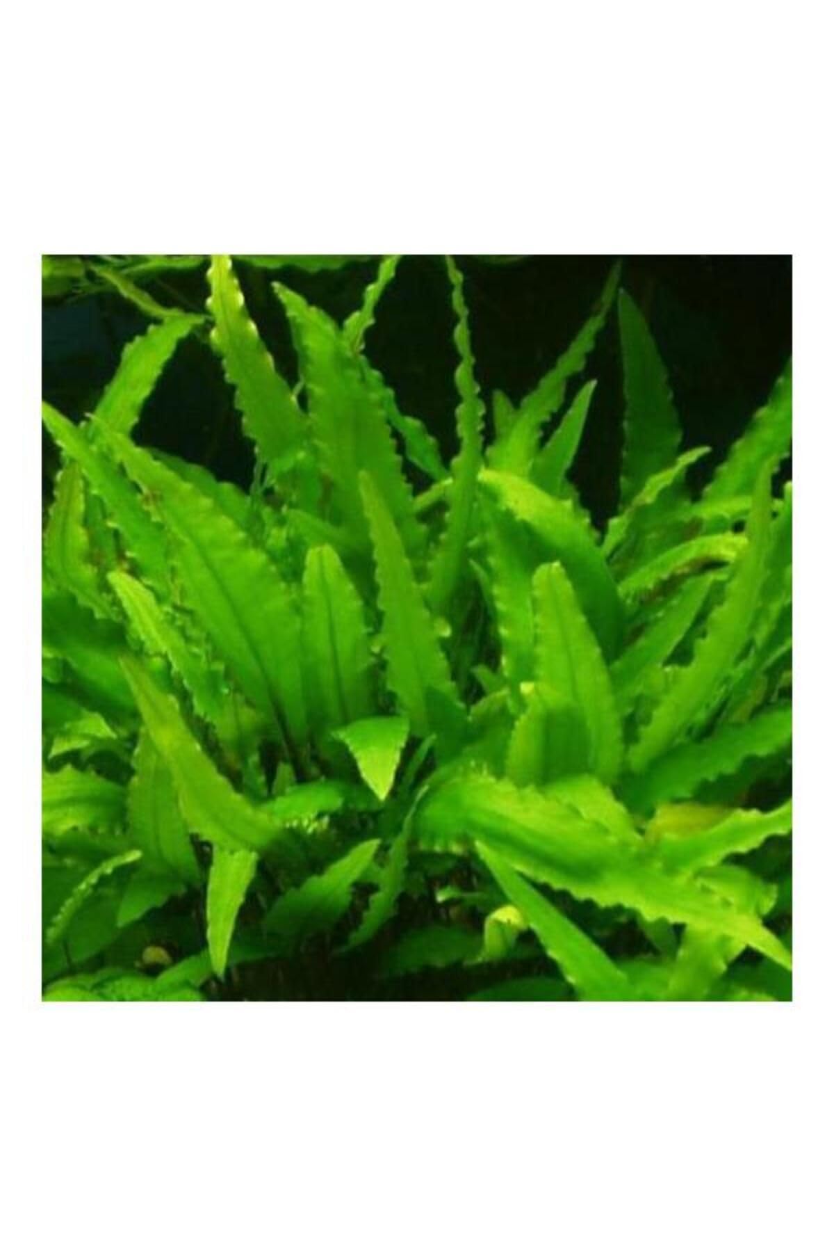 Cryptocoryne Wendtii Green Saksı Canlı Bitki