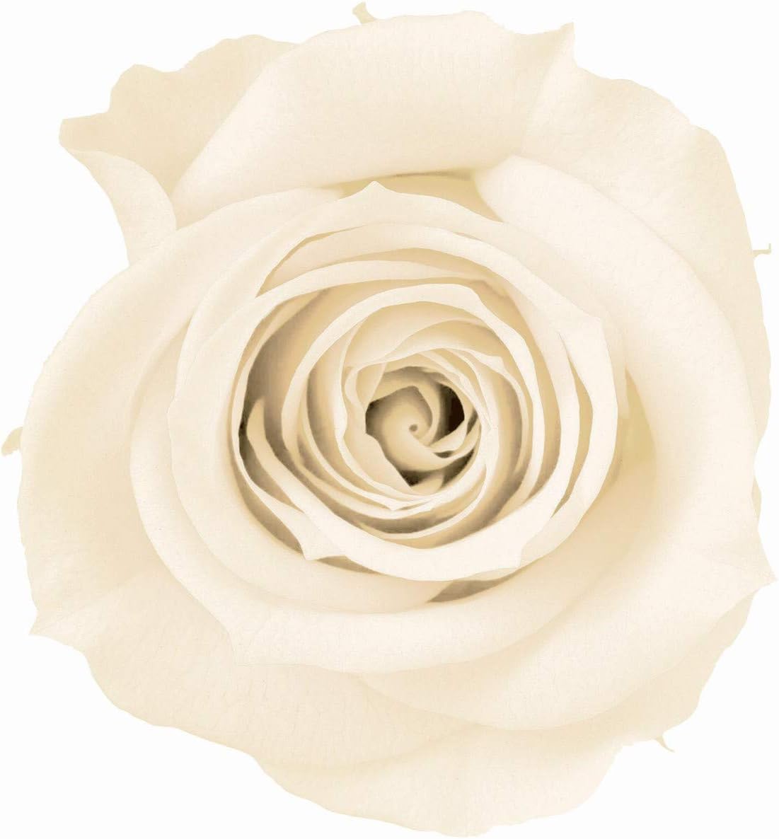 Millennium Art Flower Decoration, Ivory, Diameter 0.9-1.0 inches (2.3-2.5 cm), Height 0.9-1.0 inches (2.3-2.5 cm), PR650-40 Set of 1