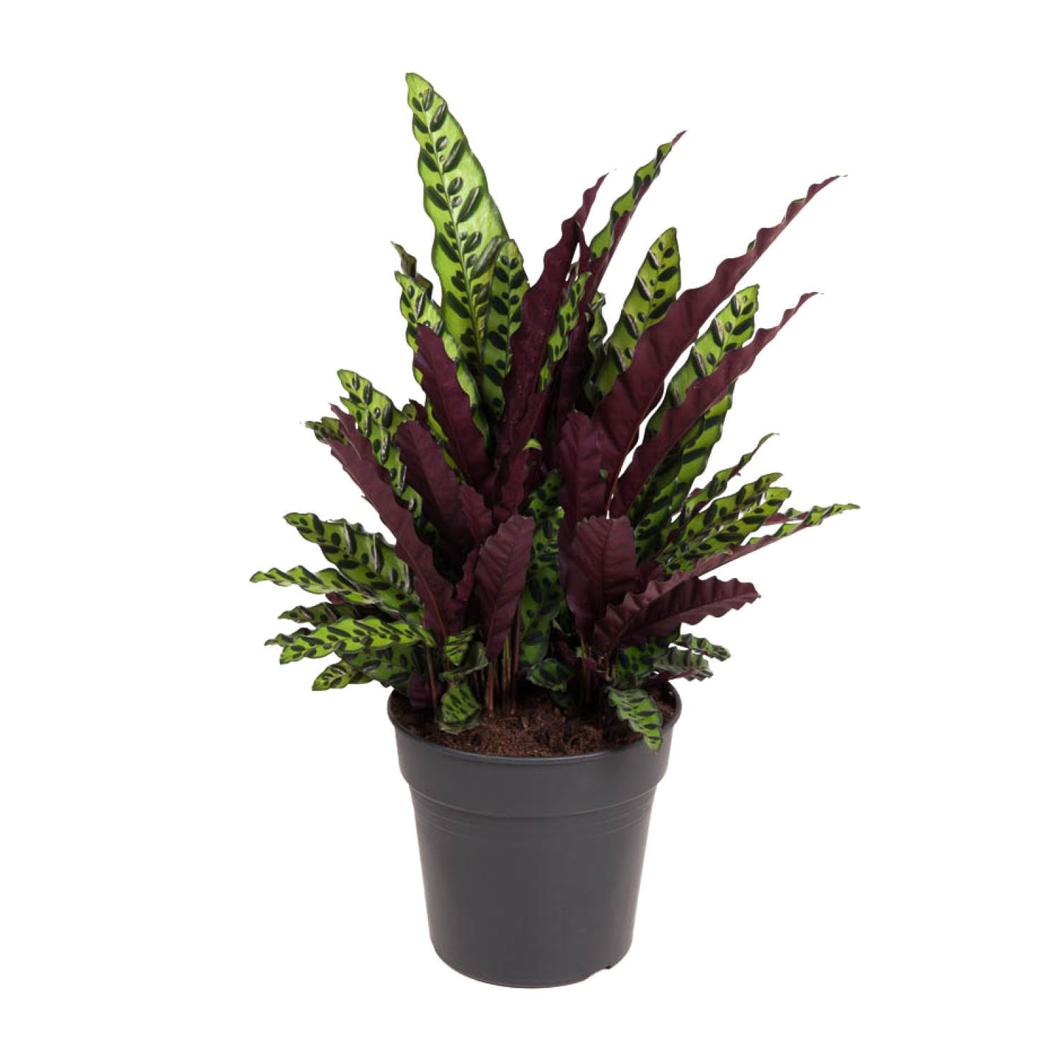 Kalatea Lancifolia - 60-70cm - Ø27cm - Roślina doniczkowa - Zimozielony