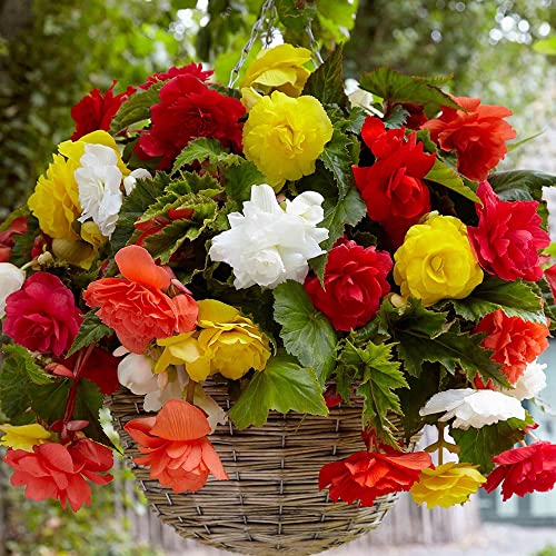 Begonia Mixed – Gorgeous Blooms of Vibrant Colours – Summer Flowering Bulbs – Perennial – for Your Beautiful Garden (Pendula)