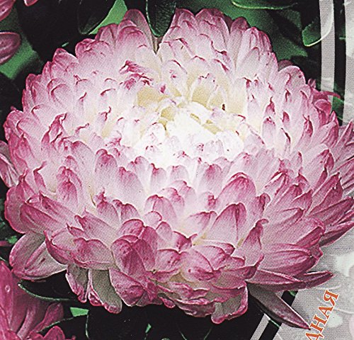 Aster Flower Seeds Peony Anel annual from Ukraine Aster Flower Seeds Peony Anel annual from Ukraine