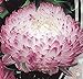 Aster Flower Seeds Peony Anel annual from Ukraine
