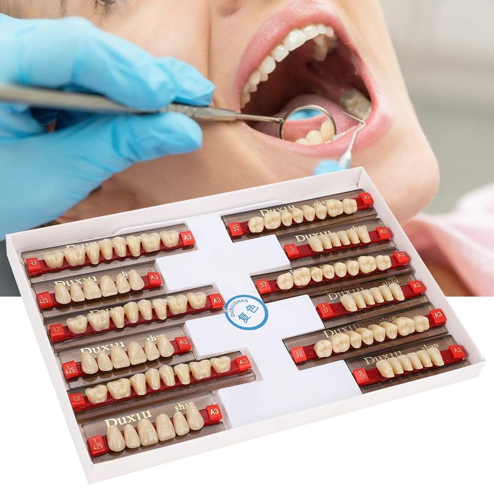 Denti in Resina Sintetica Acrilica per Protesi Dentale, Modelli Dentali, Forniture per Dentisti