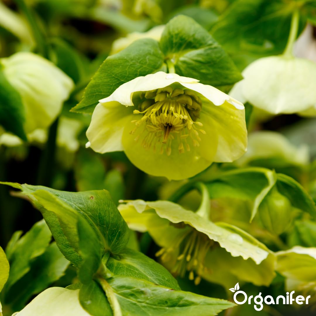 Fertilizante Líquido Para Rosa De Cuajada - 10L - NPK 3-4-3 | Hojas Sanas Y Floración Abundante - Organifer