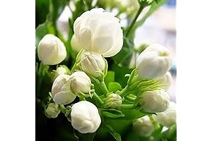 100 Climbing Jasmine Flower Seeds, Rich Fragrance All Year Round