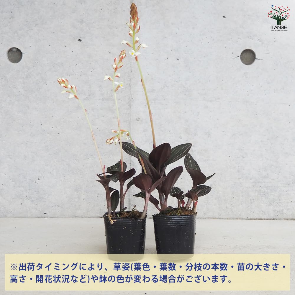 I.S.園芸・ジュエルオーキッド【香港シュスラン曙紺覆輪中斑・大