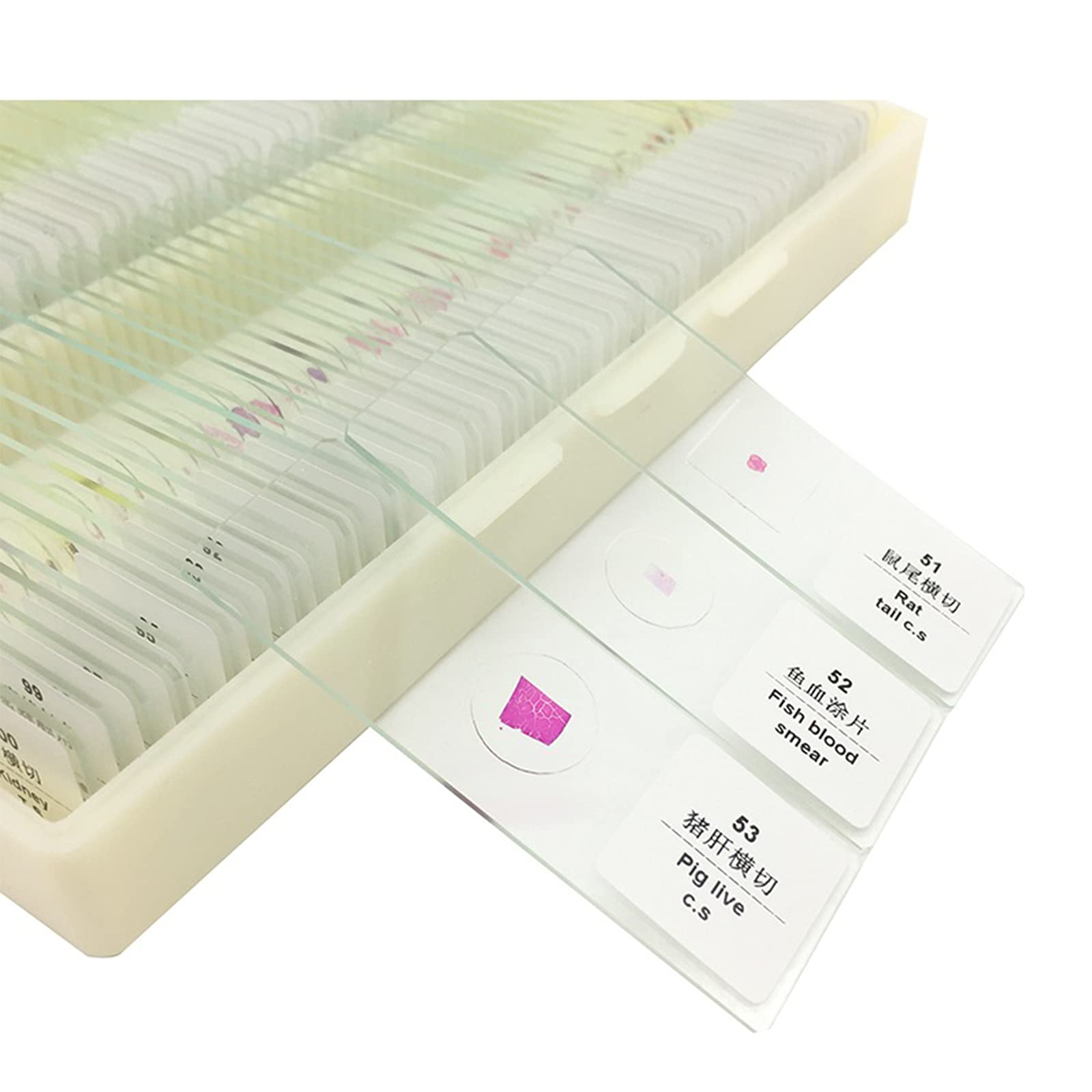 Zestaw szkiełek mikroskopowych – 200 szt. próbek biologii ogólnej dla studentów, hobbystów i początkujących – roślin, zwierząt, komórek anatomii człowieka, do nauki domowej, dla dzieci