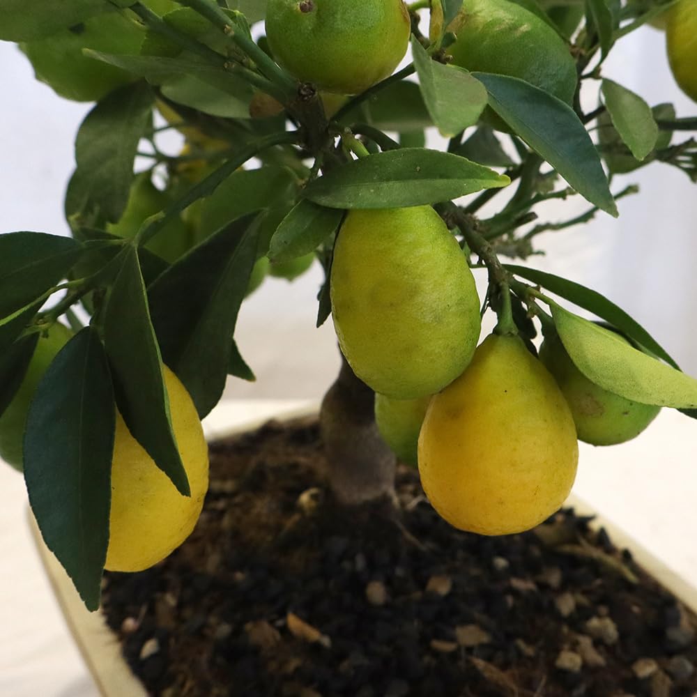KENTIS - Bonsai di Limequat - Citrus Floridana - Pianta da Frutto Vera da Esterno - Giardino Balcone Terrazzo - H 28/38 cm Vaso in Ceramica 21 cm