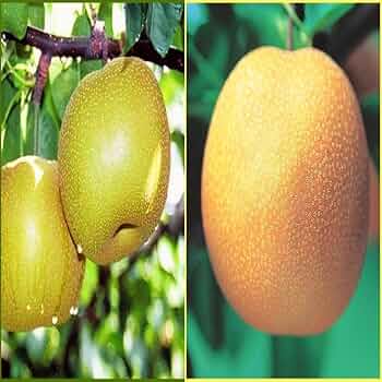 梨　豊水　成木 Amazon.co.jp: 梨苗木 幸水と豊水 受粉樹セット 接木1年生苗