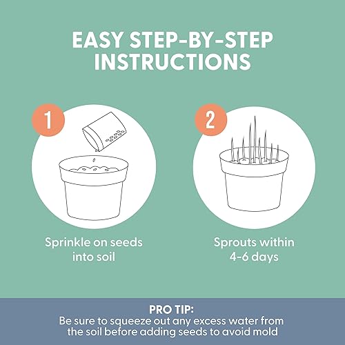 Miniatura 10 de Semillas de césped para gato 100% orgánicas (Sin OMG)