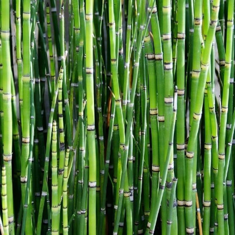 Dendrocalamus giganteus seeds || Seeds for Dendrocalamus giganteus || 70 seeds (B0CR1K81P8) Amazon Price History, Amazon Price Tracker