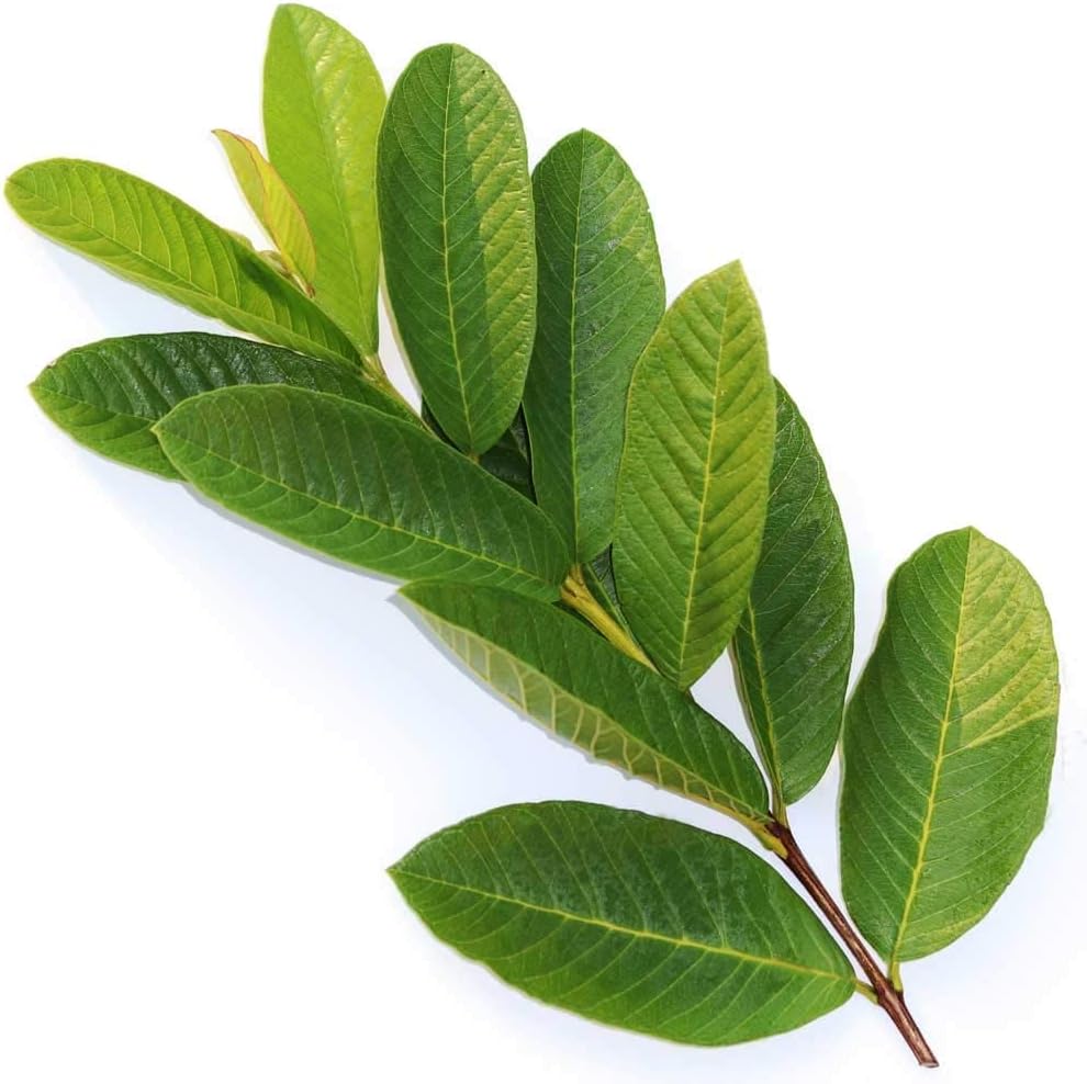 Guava Leaves Fresh 10 pieces(Greenleon)