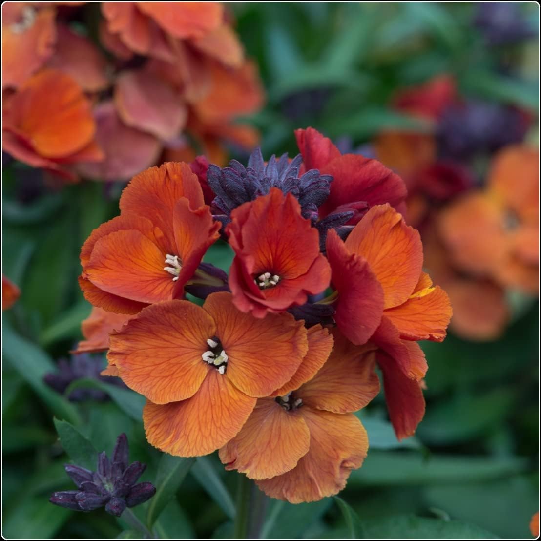 WallFlower Erysimum Spring Breeze Copper x 5 Plug Plants for Potting on