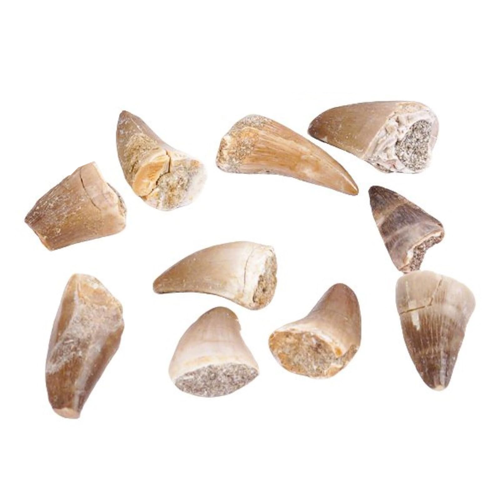 Denti Fossili di Mosasauro Preistorico (Confezione da 10) Denti Fossili Marini Naturali, Pietra Grezza, Decorazioni Artistiche e Scientifiche per Collezioni,10 PCS