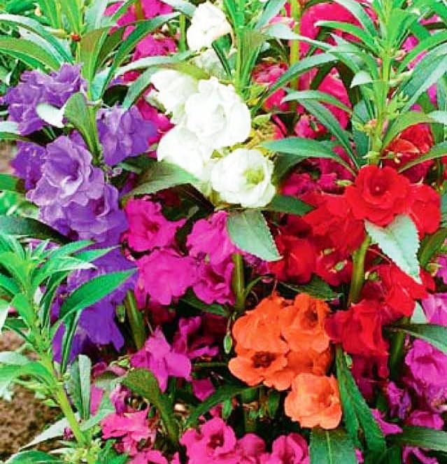 Semillas Balsam Camellia Flowered Mix - Impatiens balsamina - Flores anuales para plantar - Sin OGM 5