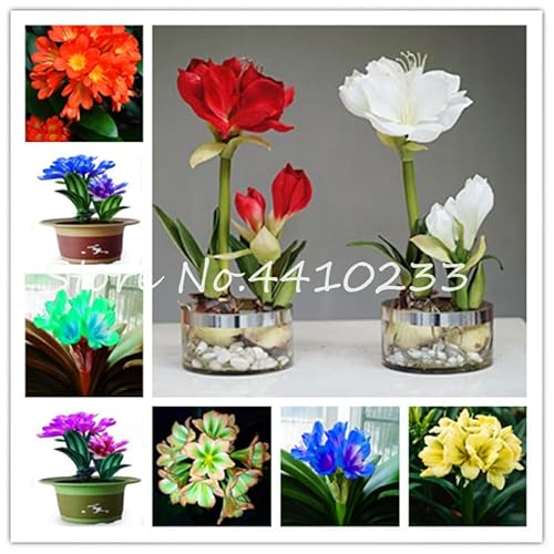 Seed 100 Pcs Mixed Clivia Rare Rainbow Clivia Flower Potted Plants Dedicated Windowsill Perennial Flower Home Garden Plant - (Color: b) Seed 100 Pcs Mixed Clivia Rare Rainbow Clivia Flower Potted Plants Dedicated Windowsill Perennial Flower Home Garden Plant - (Color: b)