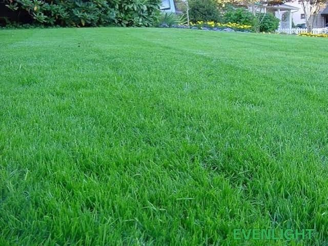 Image of American Bermuda F1 Grass Seeds for Garden & Sports Grounds, Lawn Grass for Gardening, Pack of 4000pcs