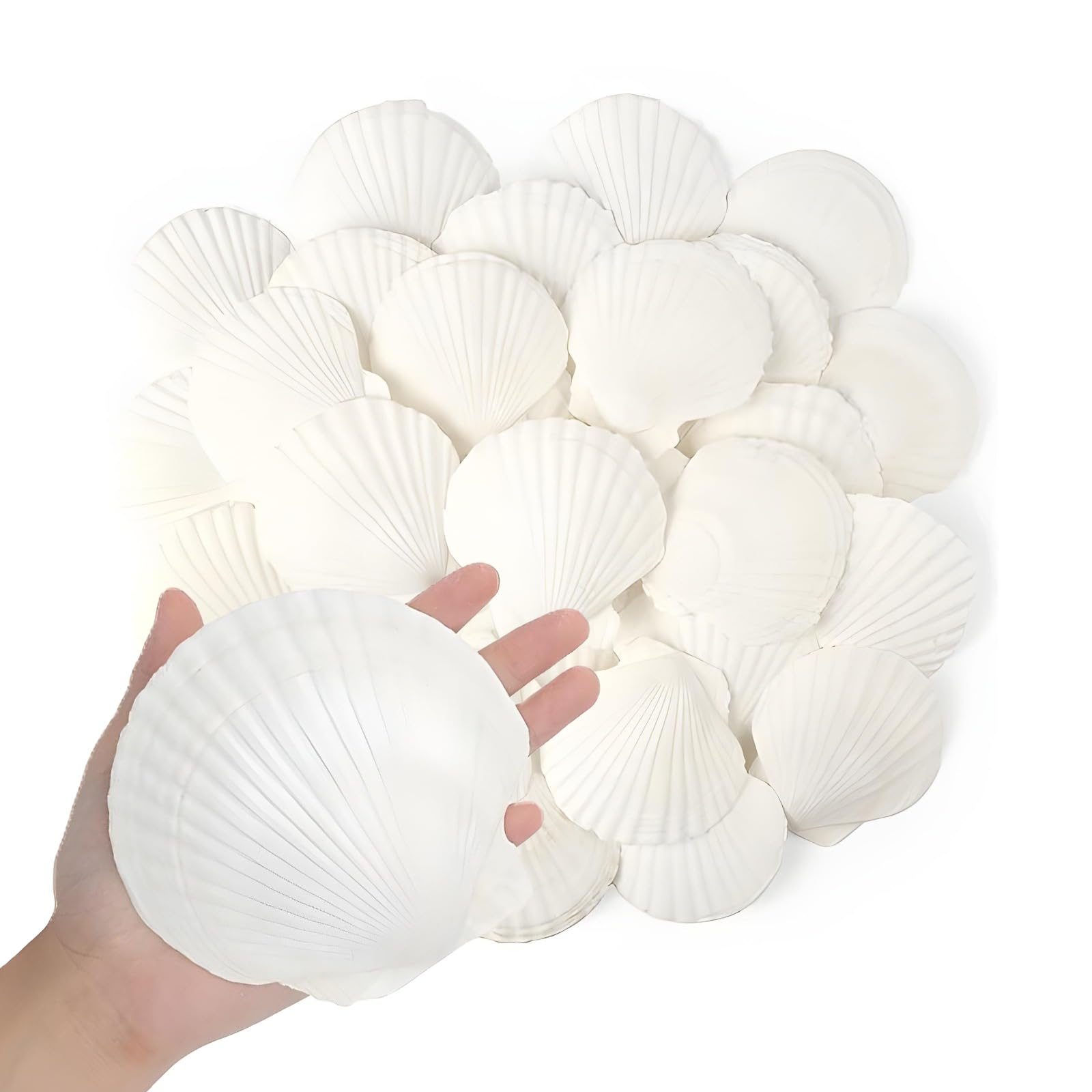 20PCS Natural White Scallop Seashells 8–10CM | Sea Shells for DIY Crafts, Wedding & Event Décor, Coastal Home Decoration, Aquarium Fillers & Beach Party Accents
