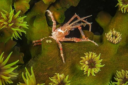 Posterazzi PSTDFL401325U Artwork, Small, Multi