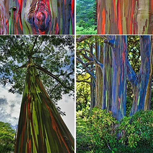 Haloppe 50 Unids Semillas de Plantas de Eucalipto para la Plantación de Jardín en el Hogar, Plantación de Jardín Hawaii Rainbow Eucalyptus Seeds Easy Grow Decoración Árbol