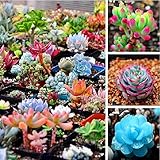 Bloom Green Co. ¡Venta!Suculentas raras de jardín Orostachys. Iwarenge, planta de cactus, cactus de flores raras, alrededor de 100 piezas de flores Bonsai, 1BMTXB