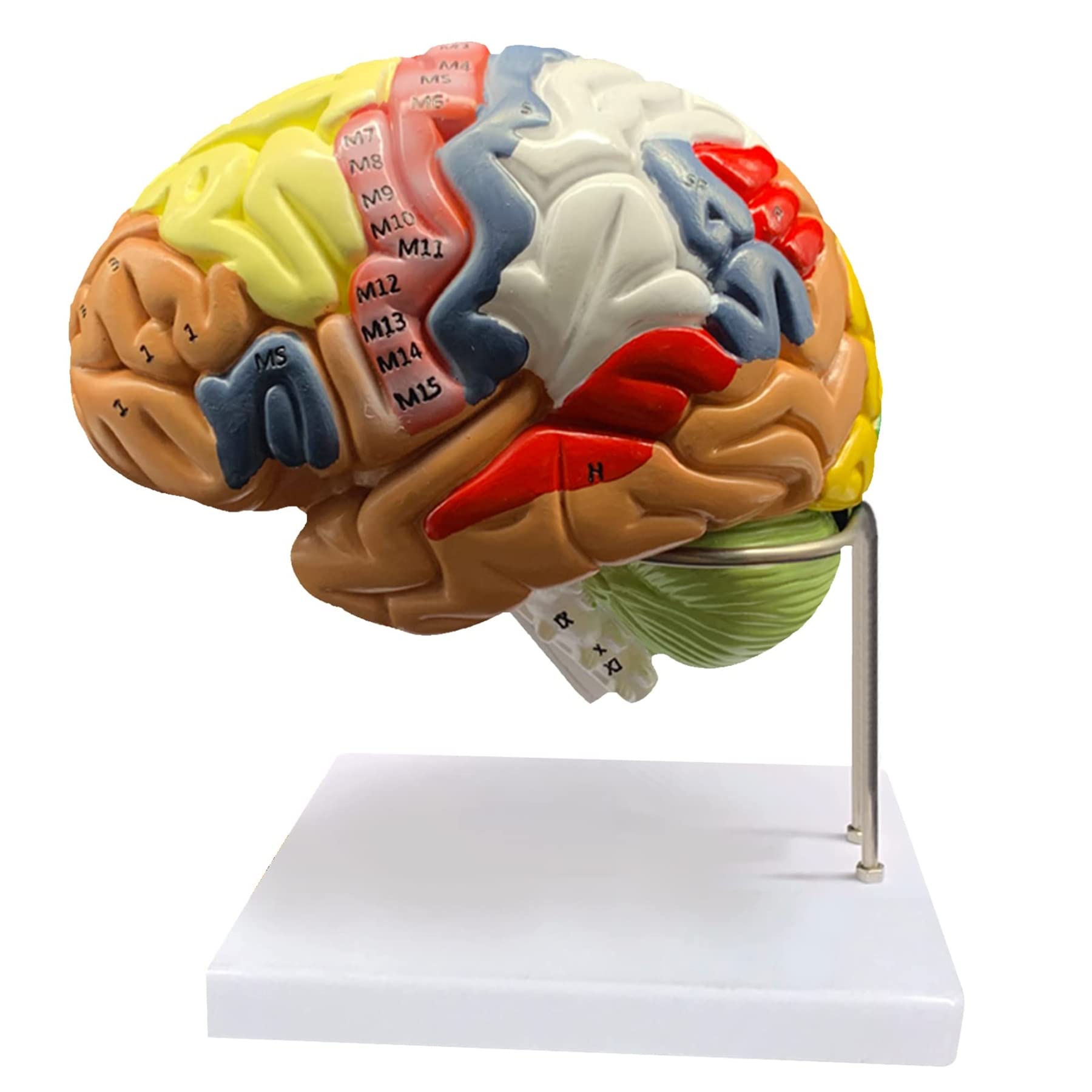 Amazon.co.jp: 人間脳 模型 2倍の倍率脳 模型 4つのパーティション大脳