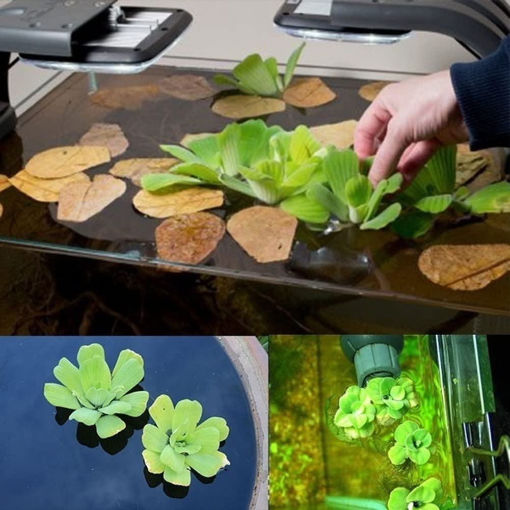 Haloppe 50 Unids Dichondra Pistia Plantas Semillas para la Plantación de Jardín en Casa, Dichondra Pistia Semillas Jardín Estanque Planta Piscina Acuario Tanque Decoración Semillas de pistia