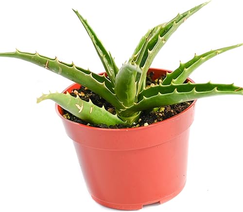 Miniatura 2 de Planta suculenta de aloe vivo  suculenta de aloe grande totalmente arraigada de 4 pulgadas (Aloe California)