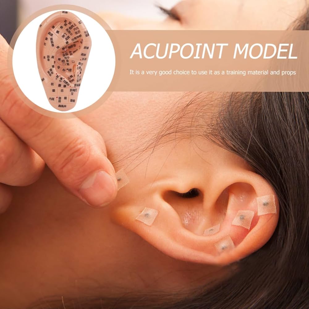 【人体模型】耳模型 - 経穴が表示されている耳模型【特大】 耳模型S 幅80×高さ140×奥行35mmの通販｜セブンビューティー