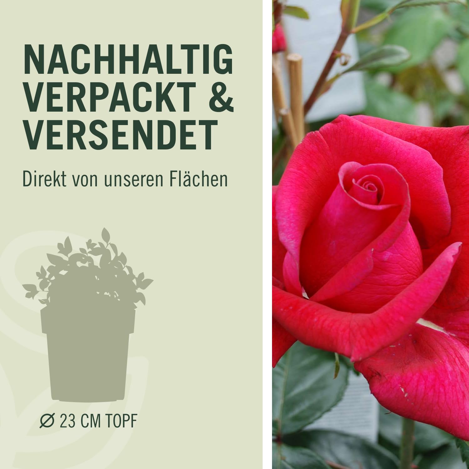 Kletterrose Red Flame in Rot - Kletter-Rose winterhart, stark duftend - Pflanze für Rankhilfe im 5 Liter Container von Garten Schlüter - Pflanzen in Top Qualität