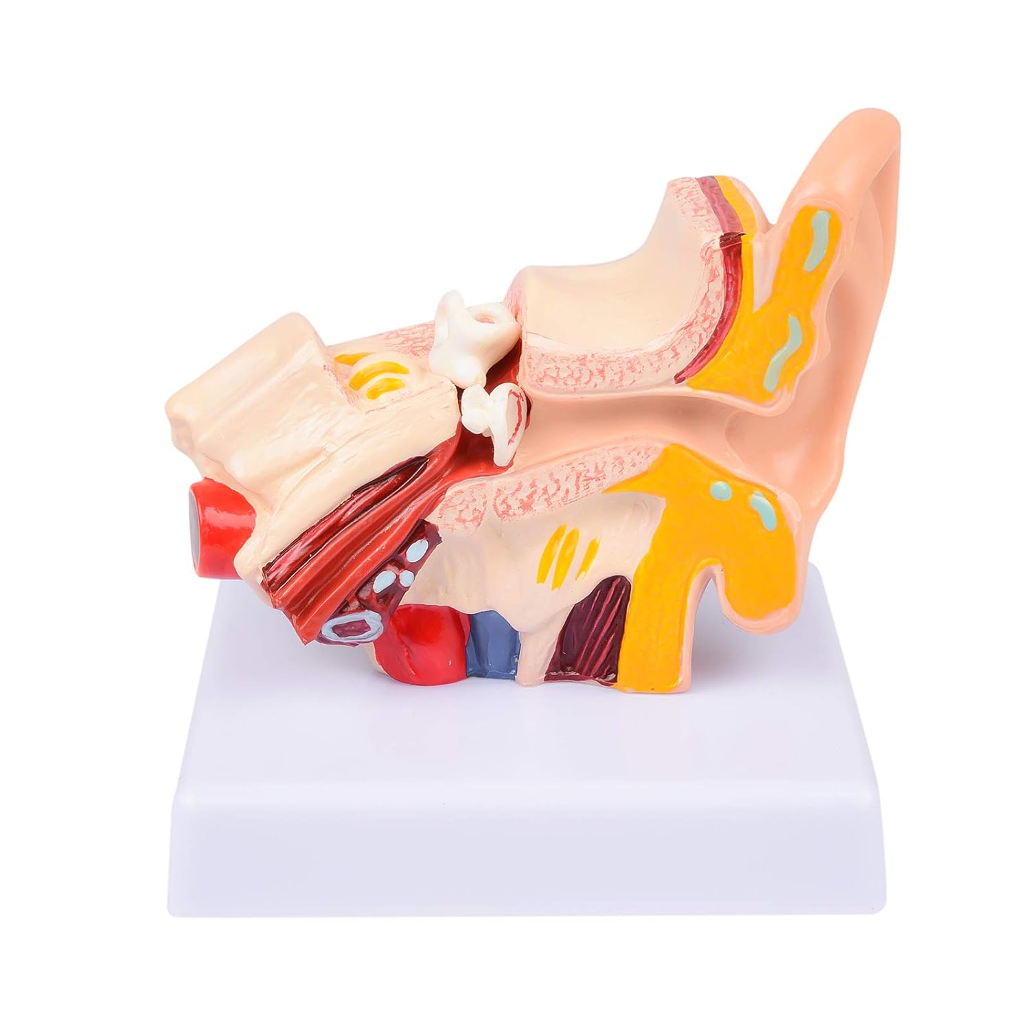 Human Ear Anatomy Model Organ Medical Teaching Supplies Professional School Tool Model 1.5 Times