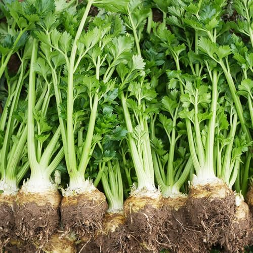Semillas de apio nabo (semillas de apio) - plantas de apio nabo, Plantas de balcón, decoración de jardín para exterior. macetas, plantas de jardín Plantas de jardín perennes 300pcs