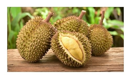 Durian, Fresh Tropical King of Fruits.1 pack from Asian .This