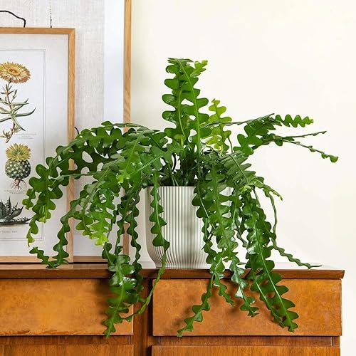 Miniatura 4 de Fishbone Cactus Plant Live, Epiphyllum Cactus Live Succulent, in 4" Pot