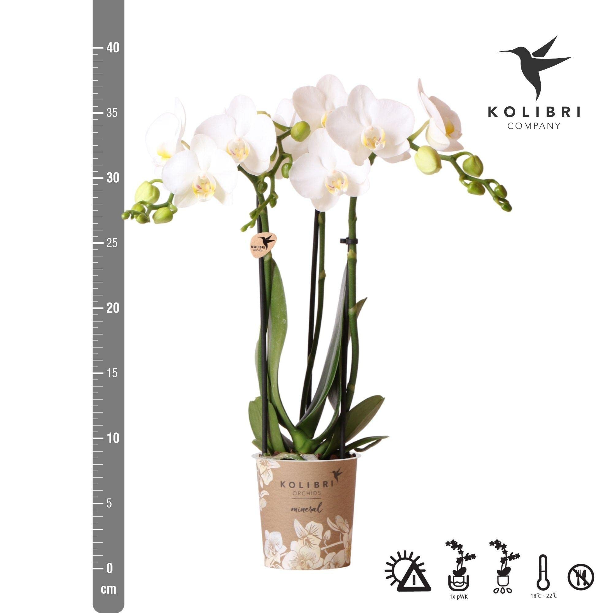 Kolibri Orchids | Orchidée Phalaenopsis - 40cm de haut - Ø9cm | blanc|