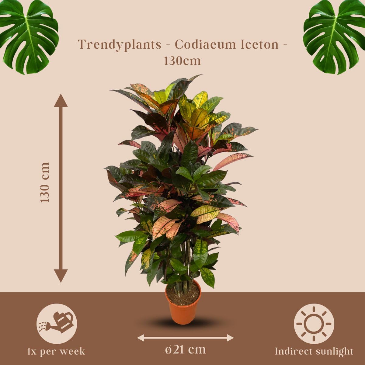 Trendyplants - Codiaeum Iceton rozgałęziony - Kroton - Roślina pokojowa - Wysokość 110-130 cm - Wielkość doniczki Ø 21 cm