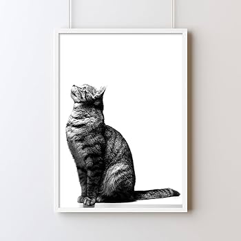 Amazon.co.jp: 【猫 写真 ポスター】【猫の写真 絵 インテリアポスター