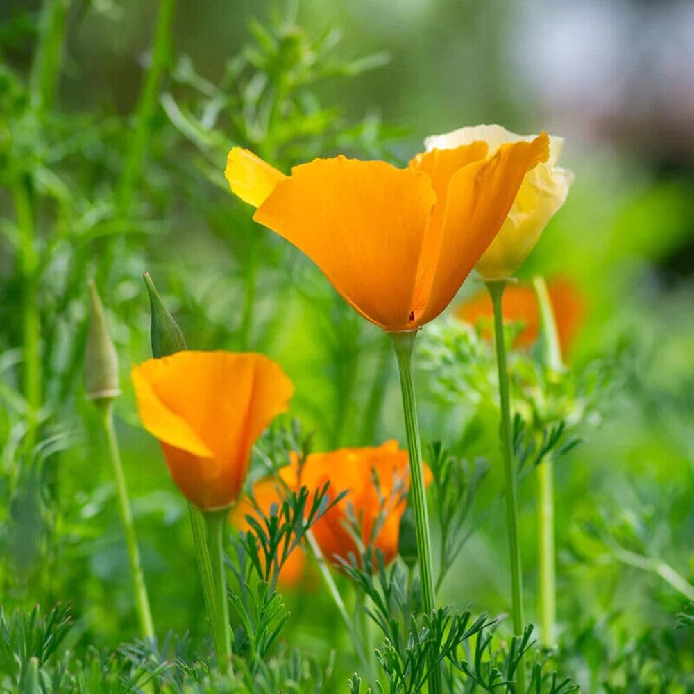 Californian Poppy Golden West 6 x Plug Plants - Cheery Funnel-Shaped Flowers